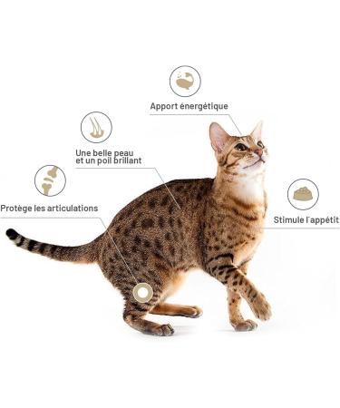 Salmon Oil for Dogs and Cats 1 Liter - 100% Natural NORWAY Salmon - Cold Pressed - Rich in Omega 3+6+9 and Vitamin E | Practical dispenser (Red) - Buy Online on GoSupps.com