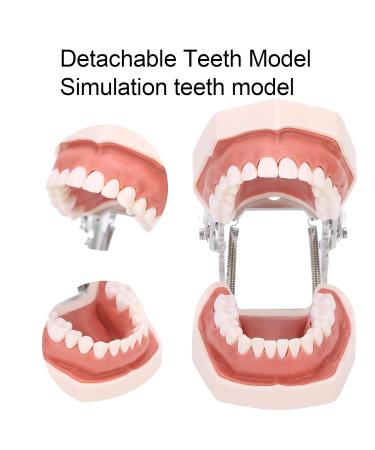 Removable Tooth Model for Dental Education | Simulation Teeth Restoration & Bridge Implants Teaching Aid - Buy Online on GoSupps.com