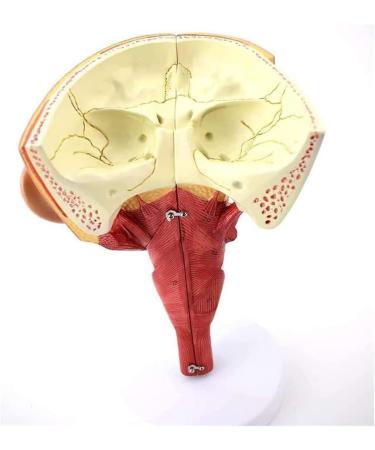 BuTkus Nasal Cavity Throat Anatomy Model 1:1 Human Nasopharynx Laryngopharyngeal Nasal Cavity Oral Cavity Pharynx Larynx Anatomical Model - Buy Online on GoSupps.com