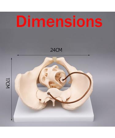 High-Quality PVC Female Pelvis Skeleton Model for Muscle Rehabilitation | Anatomical Female Pelvic Structure with Bladder & Baby Skull - Buy Online on GoSupps.com