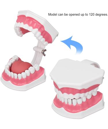 Vomeko Tooth Brushing Practice Model for Kids - Ideal Training Set with Brush - International Shipping Available - Buy Online on GoSupps.com