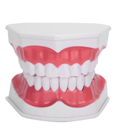 Verdant Touch Dentist Tooth Model Dental Teaching Teeth Model with 2X Magnification for Dentist Training