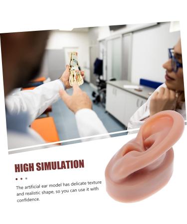 Beavorty 3 Pcs Human Ear Model Set | Silicone Ear Models for Studs | Simulation Piercing Ear Display Prop 6.5x3.5cm (Coffee, 3pcs) - Buy Online on GoSupps.com