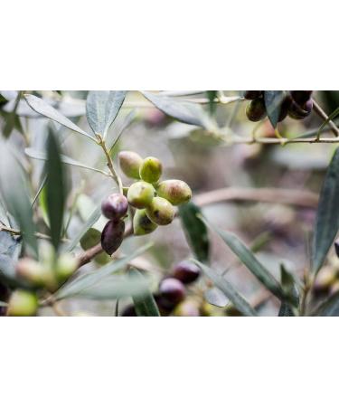 KORRES Olive Fig Moisturising Body Milk for Smooth Skin with Extra Virgin Olive Oil Vegan 200ml Olive & Fig - Buy Online on GoSupps.com