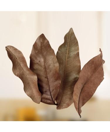 Feuilles De Longan Aquarium | Liti re Naturelle S ch e | Bioclimatiseur D'eau Pour Poissons Crustac s D cor Bain Environnement Sain Repos Animaux - Buy Online on GoSupps.com