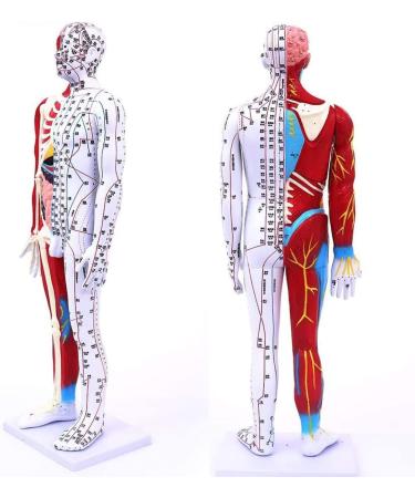 Male Acupuncture and Moxibustion Manikin 85cm with Pressure Points and Twelve Meridians Used for Teaching Point Model of School Supplies