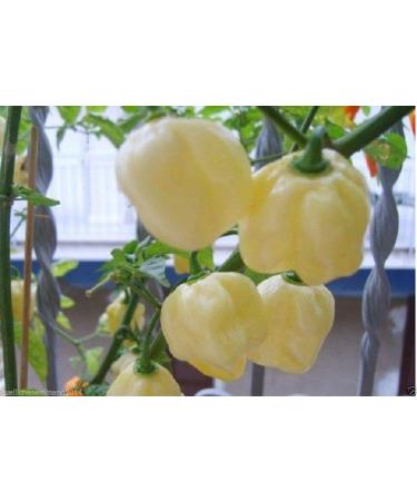 20 Semi Habanero Whithe Giant- Large White Hot Pepper + Guida coltivate