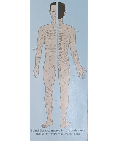 VAIBHAVI 24/7 Acupressure Chart - Complete Acupressure & Acupuncture Poster for Navel Points | International Shipping - Buy Online on GoSupps.com