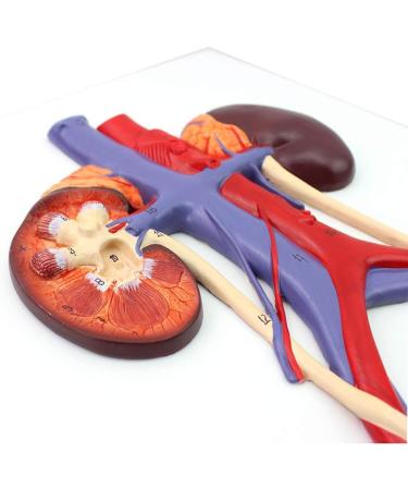 Human Urinary System Model-Ureter Bladder and Urethra Model-This Model is Composed of Kidney Ureter Bladder Bladder Arteries and Veins - Buy Online on GoSupps.com