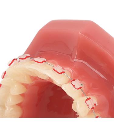 Orthodontic Tooth Model for Teaching - Metal Wires & Holder | Best Simulation for Learning - Buy Online on GoSupps.com