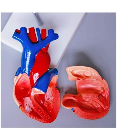 Educational Model Human Anatomical Heart Model Human Organ Anatomical Model Heart Model Detachable 2 Parts Science Anatomy Heart Model Medical Models - Buy Online on GoSupps.com