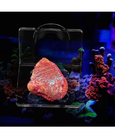 Buy Cikonielf Magnetic Coral Frag Rack - 4 Hole Transparent Acrylic Aquarium Coral Holder for International Shipping - Buy Online on GoSupps.com