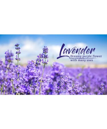 Natural Antiseptic Healing Cream for Bed Sores, Wounds, Rashes, and More - 1oz - Buy Online on GoSupps.com