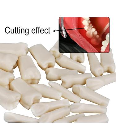 Dental Simulator Manikin Phantom Head - Training & Study Typodont Model with Removable 28 Teeth for Dental Exercises - Buy Online on GoSupps.com