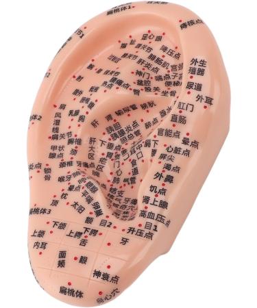 Buy Ear Acupuncture Display Model - Clear Point Visibility for Study Presentations | International Shipping Available - Buy Online on GoSupps.com
