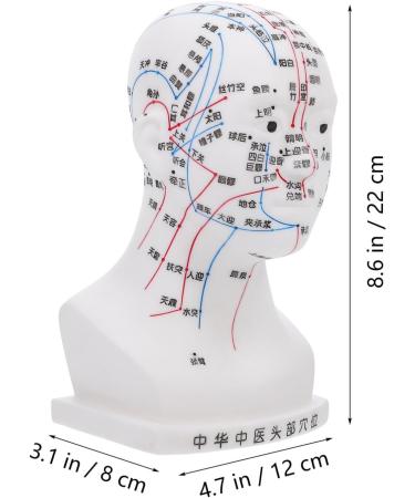 High-Quality Gleavi Acupuncture Point Model - Human Head Massage Model - PVC Acupuncture Head Model 22x12x8cm for Effective Head Massage - Buy Online on GoSupps.com