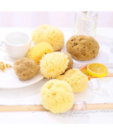 Premium Greek Honeycomb Natural Sea Sponge for Body Shower - Yellow 3.5 Inch Plus - Buy Online on GoSupps.com