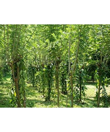 Ground Vanilla Pods | Vanilla Powder 1000g (17 EUR / 100 g) - Buy Online on GoSupps.com