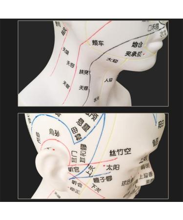 30 cm acupoint Head Model in The Medical Body Teaching Diagram Acupuncture Multi-Functional Head Model Exquisite Display Room Gift Room White - Buy Online on GoSupps.com