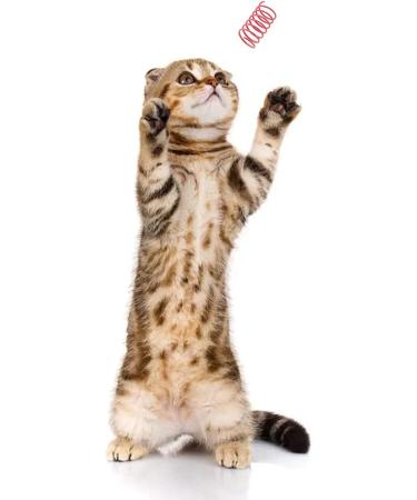 YUAAO 40 Pack Cat Spring Toys - Durable Plastic Coils for Active Indoor Play - Colorful Spirals for Cats & Kittens - Multicolor 40Pack - Buy Online on GoSupps.com