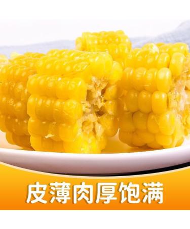 Delicious yellow glutinous corn stick sweet corn fresh corn vegetable snacks nutritious breakfast Coarse grains cereal Dim sum dessert sweets Chinese snack gift pack convenience food (8 bags) - Buy Online on GoSupps.com