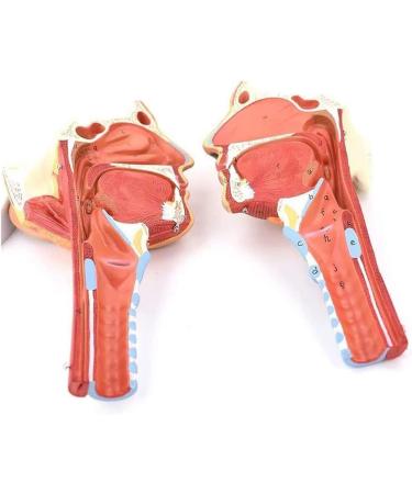 BuTkus Nasal Cavity Throat Anatomy Model 1:1 Human Nasopharynx Laryngopharyngeal Nasal Cavity Oral Cavity Pharynx Larynx Anatomical Model - Buy Online on GoSupps.com