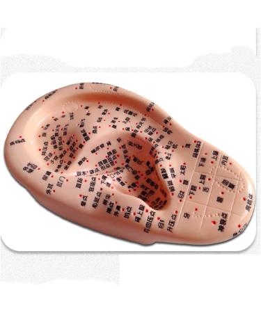 Ernzi Ear Acupuncture Model - 1 Pair 17cm with HD Lettering for Acupoint Studies & Meridian Massage - Buy Online on GoSupps.com