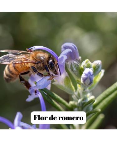 L'Abella Mel - Raw Rosemary Honey 100% Natural and Unfiltered | Pure Bee Honey - Hand-harvested in Spain - Gluten Free - 500G - Buy Online on GoSupps.com