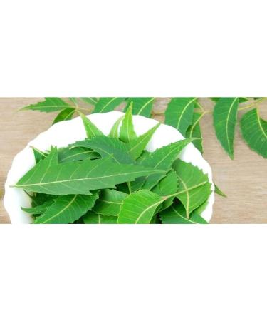 ETHENICINDIAN Dried Neem Leaves 10 oz harvested from Naturally Grown Trees Sun Dry Neem Leaves Dried Neem Patta Rich in Antioxidants Great for Immune Support Tea and Skin Health - Buy Online on GoSupps.com