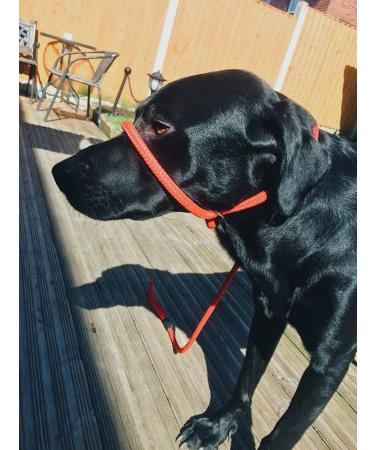 All-in-One Dog Headcollar Lead and Halter - Anti-Pull Solution (Red) - Buy Online on GoSupps.com