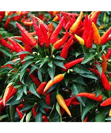 Fresca 100 Pz Chilli semi di Verdure per la Semina Rosso 5