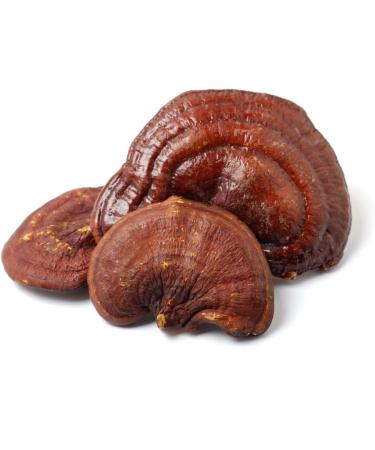 Organic Reishi Powder for Animals | Wohlrab Mushrooms | 100g Microfine Grind | Vital Mushroom Supplement | Highest Quality | 1 Can - Buy Online on GoSupps.com