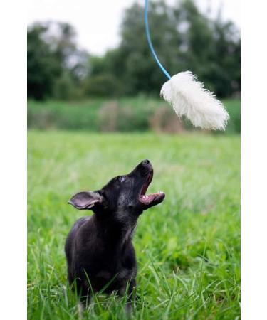 Premium Dingo Dog Toys - Real Lambskin Grip Toys for Training & Motivation - Blue Long Handle 15583 - Buy Online on GoSupps.com