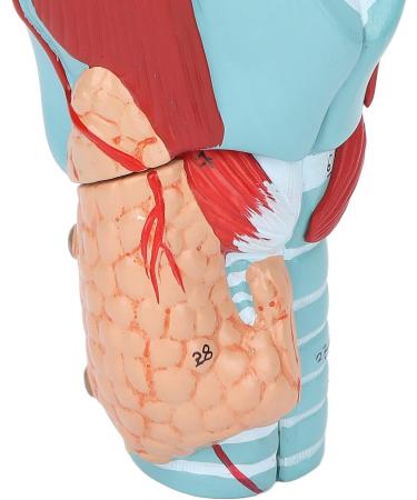 Human Throat Model 2X Magnification Vinyl Clear Structure Throat Dissection Teaching Model Human Throat Display Model Accurate Throat Model - Buy Online on GoSupps.com