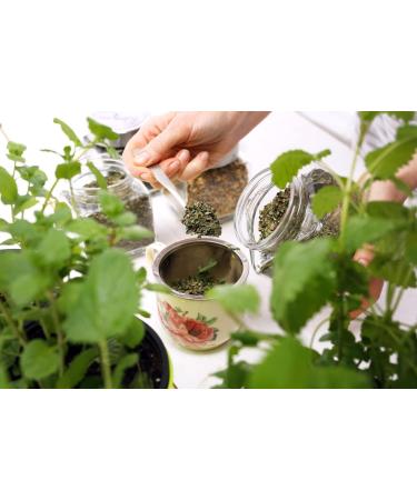 Health Embassy Stinging Nettle Leaf | Urtica Dioica L | Herbal Tea (100g) - Buy Online on GoSupps.com