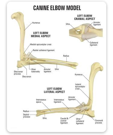 Dog Elbow Joint Model Dog Elbow Joint Model Animal Body Anatomy Replica of A Normal Dog for Veterinary Office Teaching Aids - Buy Online on GoSupps.com