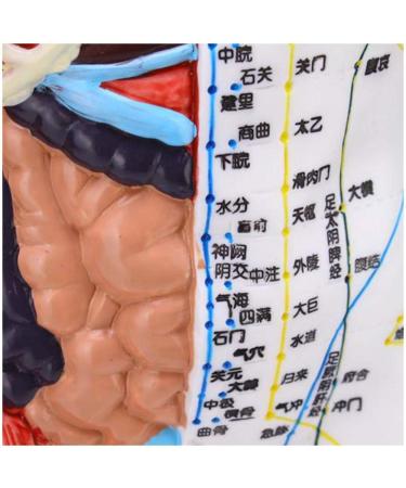 Model Anatomy Professional Medical Acupuncture Male 60cm Super Clear Lettering Half Skin Half Muscle Acupoint Model - Buy Online on GoSupps.com