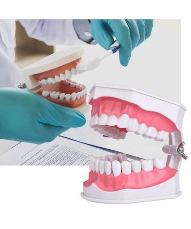 Dental Teaching Teeth Model for Kids | Educational Tooth Brushing Tool for Oral Care - Buy Online on GoSupps.com