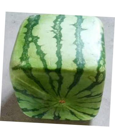 BRIGHTFUFU Watermelon Shaping Tools Fruit Shaping Vegetable Mould Fruit Shaper Watermelon Pumpkin Moss Cucumber Transparent 15x15cm - Buy Online on GoSupps.com