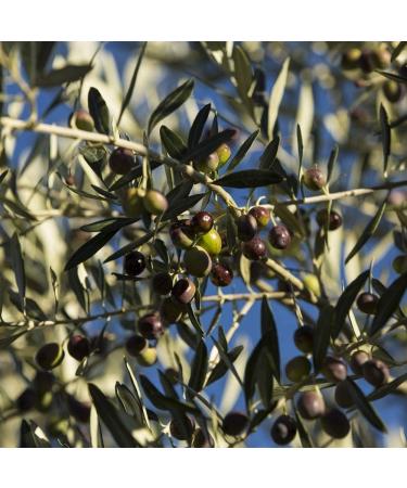 Farchioni - Extra Virgin Italian Olive Oil Tin Can (3 Litre) D. Extra Virgin Oil - Tin 3L - Buy Online on GoSupps.com