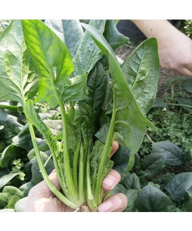 Portal Cool 100pcs: Verdure - spinaci - Giant invernali - 50 semi - Organic Delicious casa Graden