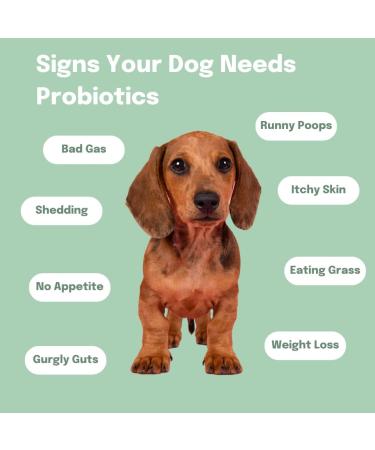 Buddy & Lola Probiotics For Dogs - Daily Digestive Health Chews with Prebiotics, Probiotics & Fiber - Plant Based Gut Health Aid for Firm Stools & Itch Relief - 1 Tub - Buy Online on GoSupps.com