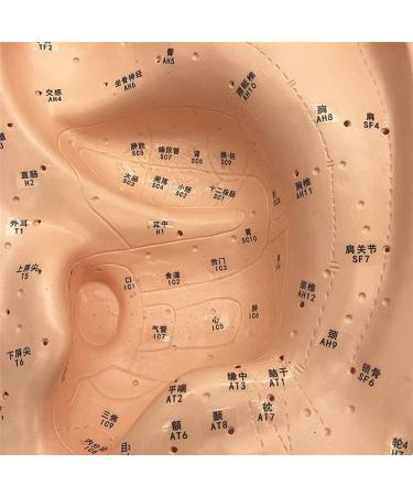 Human Body Model Acupuncture Pressure Points and Meridians 40cm - Buy Online on GoSupps.com