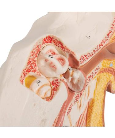 Human Ear Model 1.5 Times Natural Size Model with 2 Parts Illustrating Ear Regions Ear Cleaner Humans - Buy Online on GoSupps.com