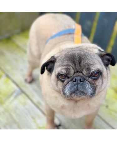 Strong & Comfortable AquaBlaze XL Dog H-Shaped Harness - Fully Adjustable - Buy Online on GoSupps.com