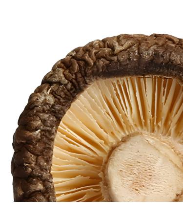 XingliFoods Dried Shiitake Mushrooms  16 oz Organic Top Grade Dried Mushrooms  3 4cm Natural Grown Mushroom  No Fumigation Sulfur - Buy Online on GoSupps.com