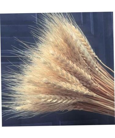 Dried Wheat Grass Bundle 100 Pcs Dry Wheat Grass Bouquet Natural Dried Flowers for Harvest Home Kitchen Fireplace Church - Buy Online on GoSupps.com