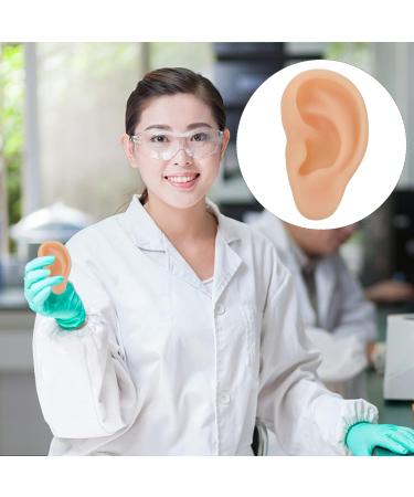 Buy Beavorty Ear Training Model - Realistic Left Ear Simulation for Teaching & Education | International Shipping Available - Buy Online on GoSupps.com