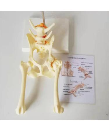 Dog Hip Joint Model Dog Pelvis Model with 1:1 Life Size PVC Material 18X15X30CM for Veterinary Office Educational Tool Teaching Aids - Buy Online on GoSupps.com