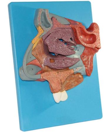 Nasal Cavity Model - Anatomical Nasal Cavity Model - Turbinate in The Lateral Wall of The Nasal Cavity Enlargement Model - Buy Online on GoSupps.com